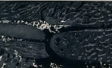 Detail onderwaterwereld